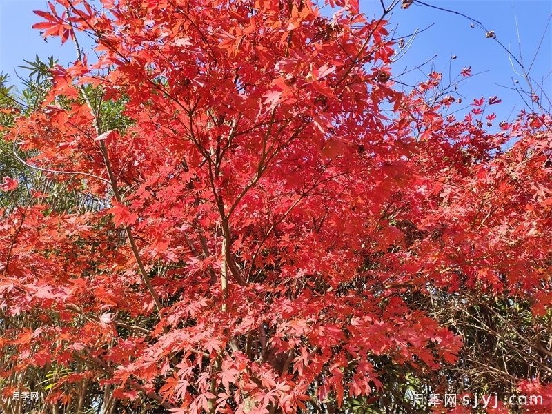 中国红枫、美国红枫、日本红枫、加拿大红枫的区别对比(图2)