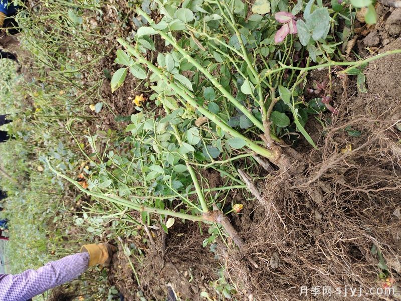 月季花什么时候种植最好？月季最佳种植时间(图2)