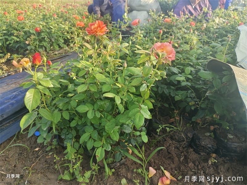 月季花什么时候种植最好？月季最佳种植时间(图3)