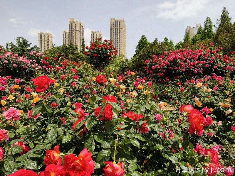 全国十大月季旅游精品景区(图2)