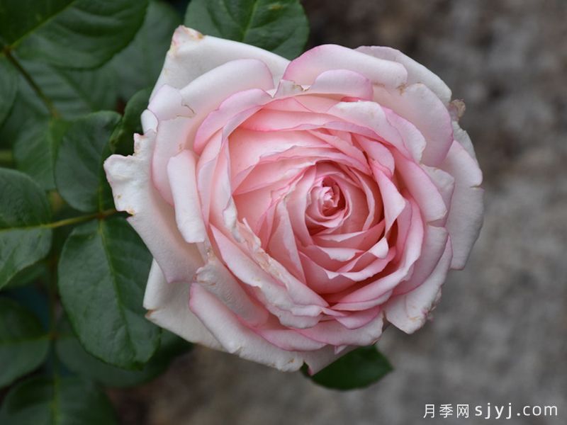诗歌月季/诗意Poetry(图1)