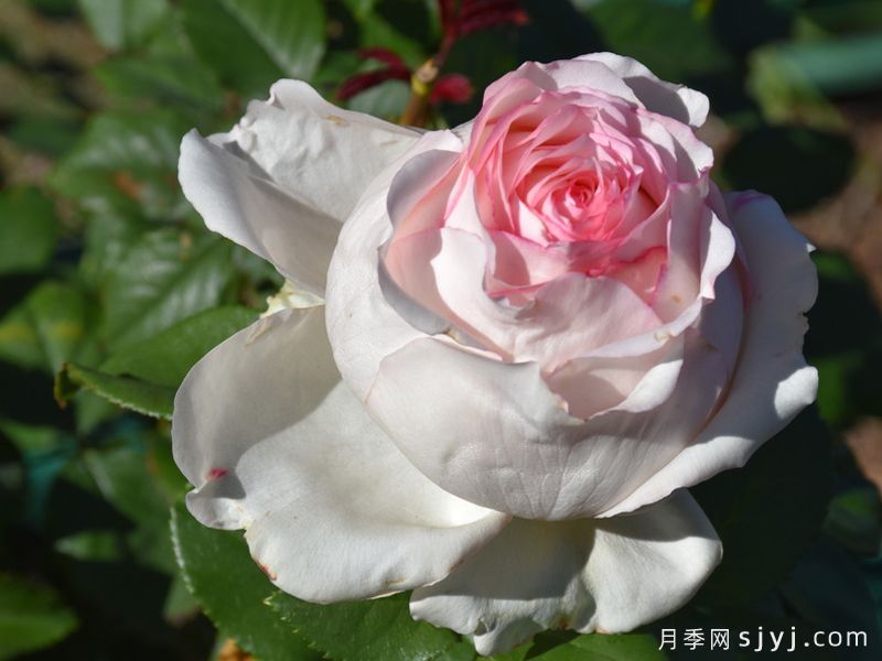 诗歌月季/诗意Poetry(图2)