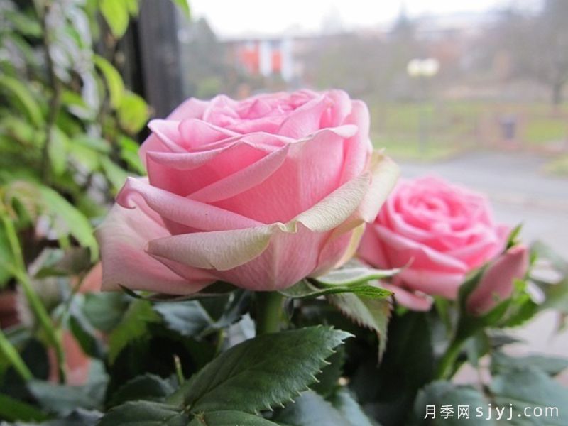 诗人柯德娜月季/香港粉Poetry Kordana(图2)