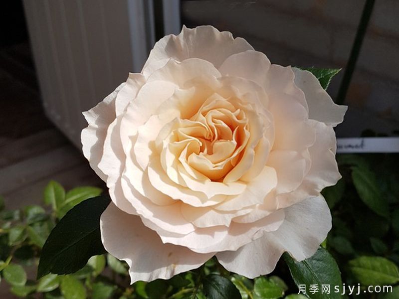 永远的蒙特罗莎月季Monte Rosa Forever(图1)