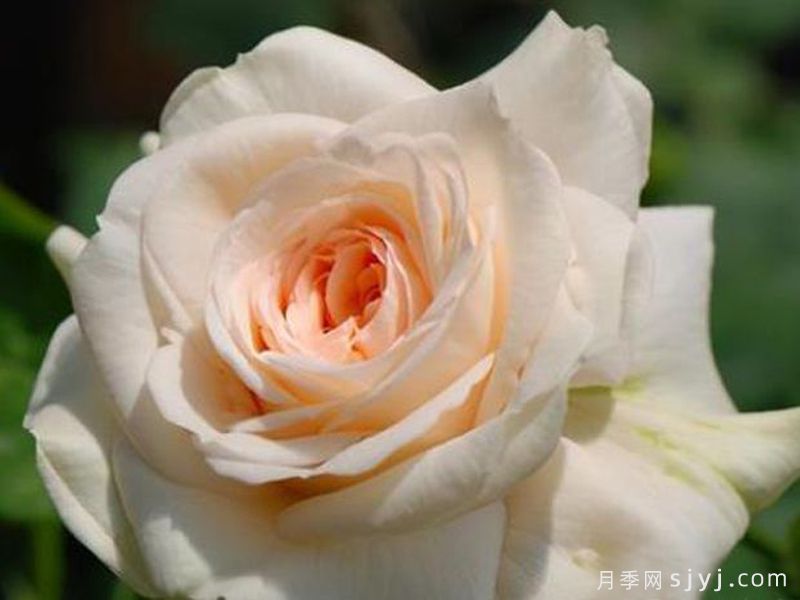 永远的蒙特罗莎月季Monte Rosa Forever(图2)