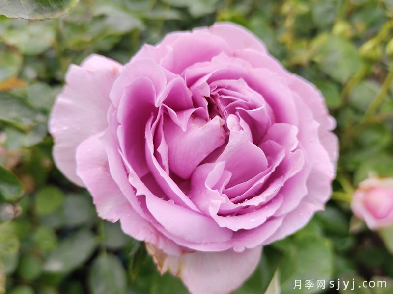 9种蓝色绿色复色高级款月季，让花色多姿多彩(图1)