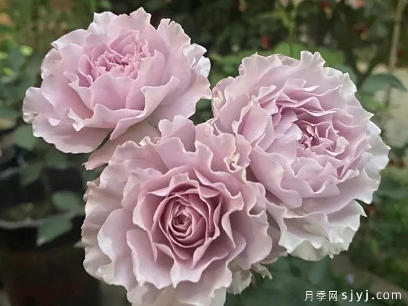 9种蓝色绿色复色高级款月季，让花色多姿多彩(图2)