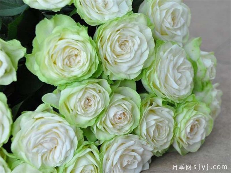 9种蓝色绿色复色高级款月季，让花色多姿多彩(图6)