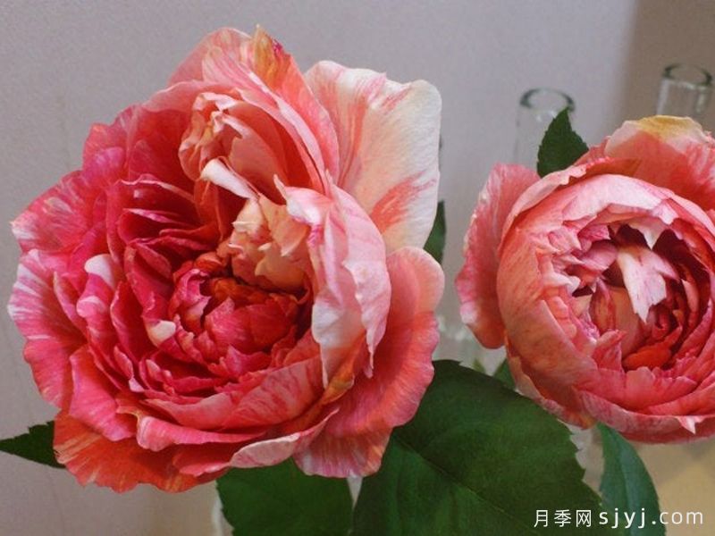9种蓝色绿色复色高级款月季，让花色多姿多彩(图8)