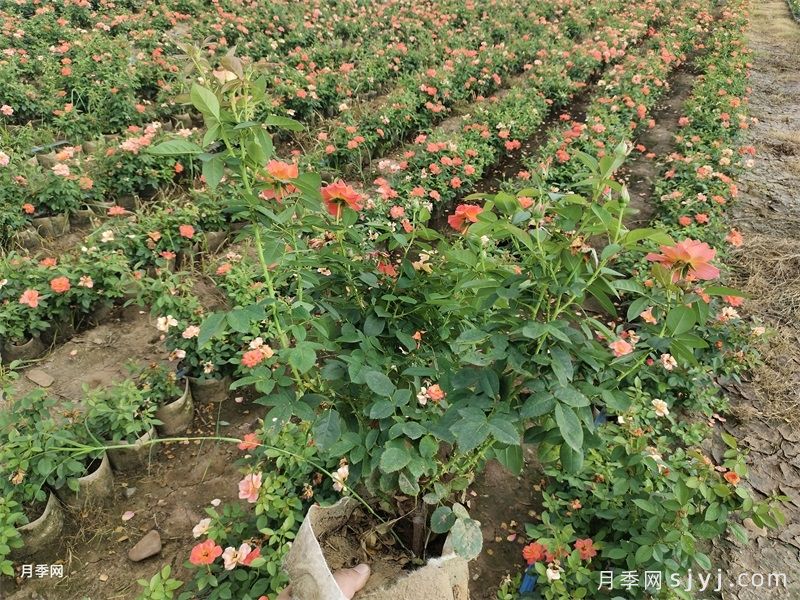 夏季网购月季总养死？提高成活率有办法(图1)