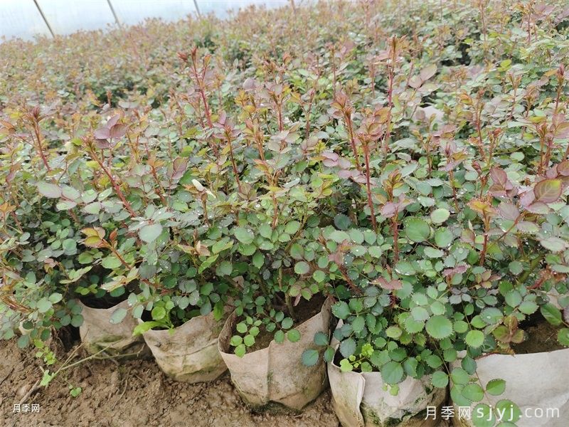 除草剂的安全使用(图1)