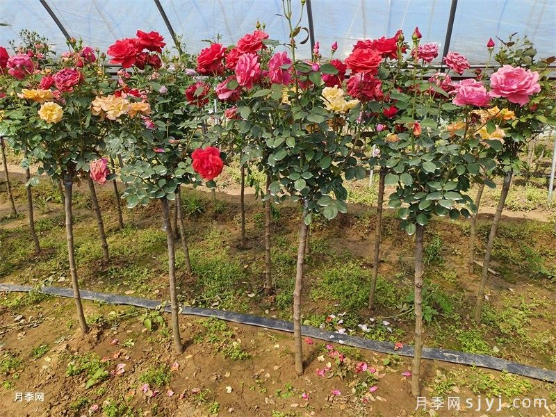 多色欧月树状月季/蔷薇杆棒棒糖月季(图3) 多色欧月树状月季/蔷薇杆棒棒糖月季(图3)