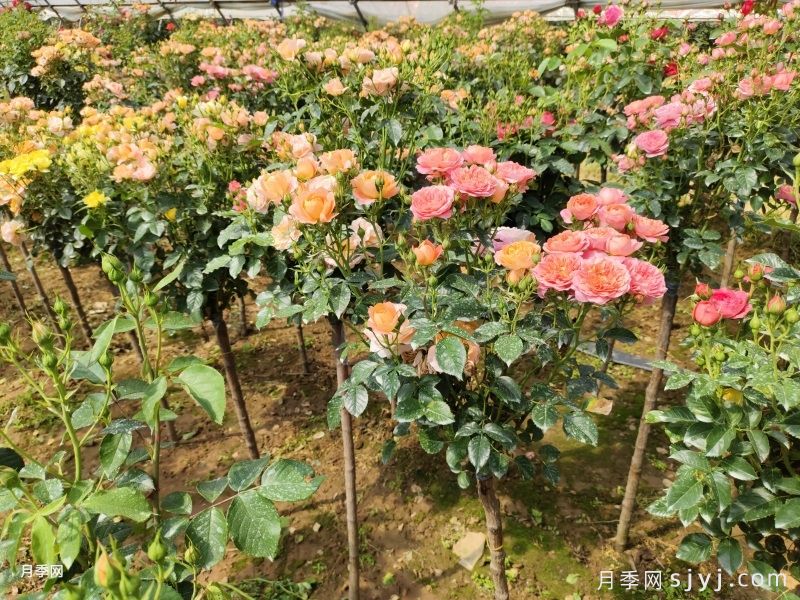 多色欧月树状月季/蔷薇杆棒棒糖月季(图5) 多色欧月树状月季/蔷薇杆棒棒糖月季(图5)