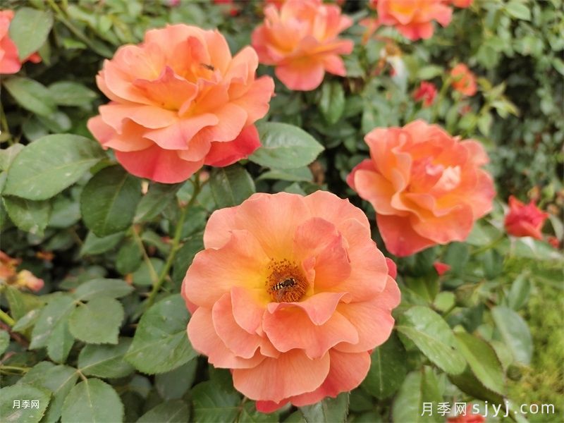 天津适合养月季，市花和市树是什么？(图1)