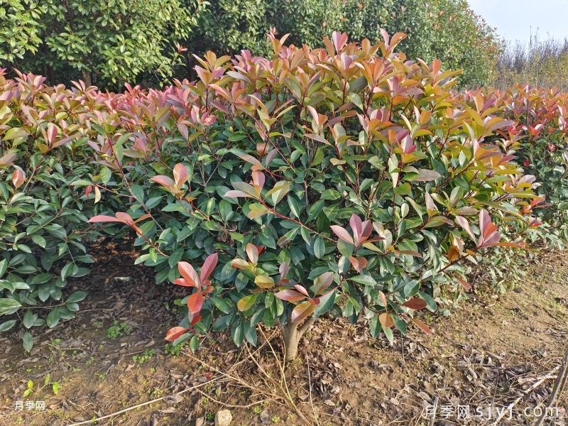 10种常见围墙绿篱品种总结(图3)
