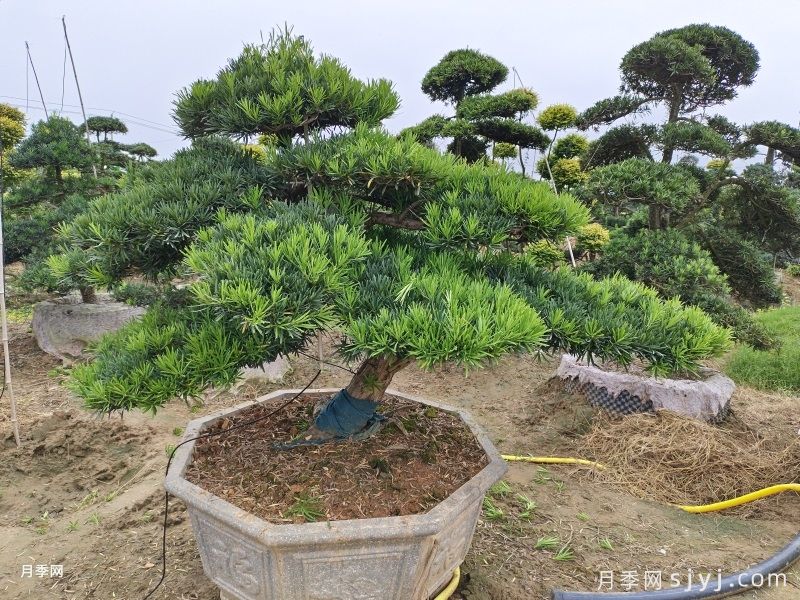 10种常见围墙绿篱品种总结(图2)