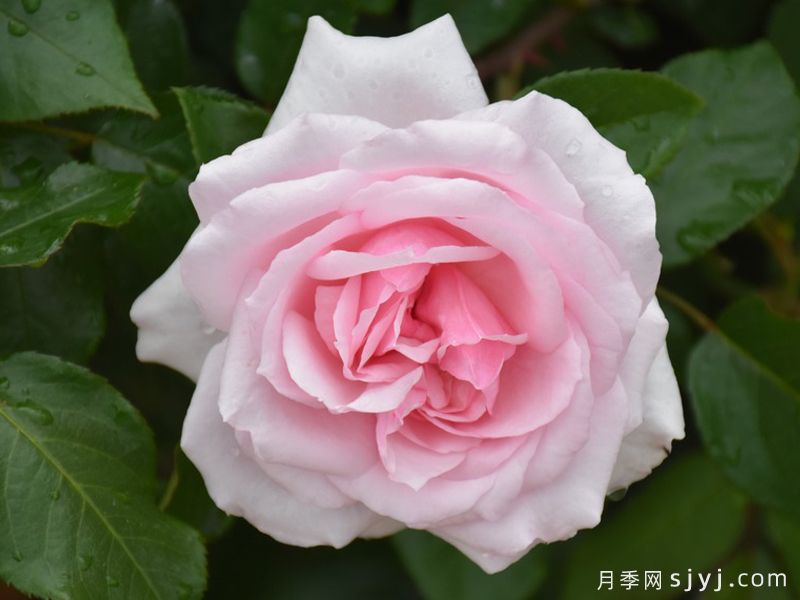 凡尔赛月季/拉尼娜月季Petit Trianon(图3)