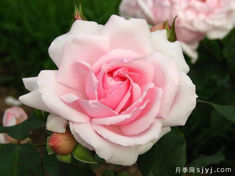 凡尔赛月季/拉尼娜月季Petit Trianon(图1)