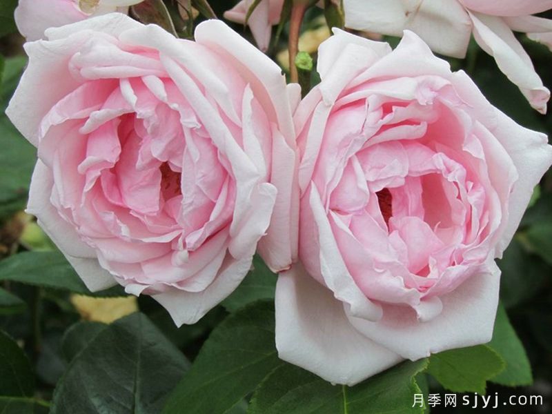 凡尔赛月季/拉尼娜月季Petit Trianon(图2)