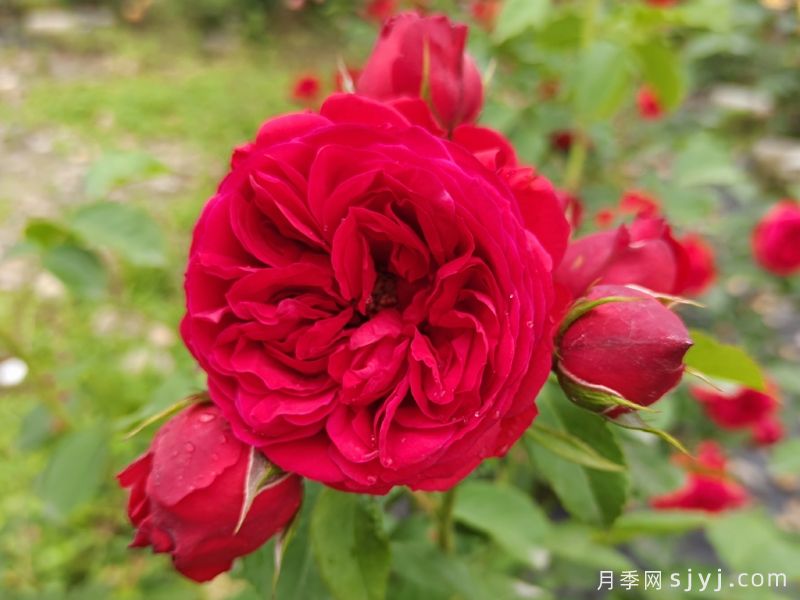 堪称完美的七种月季，花期长抗病强，阳台党福利(图5)