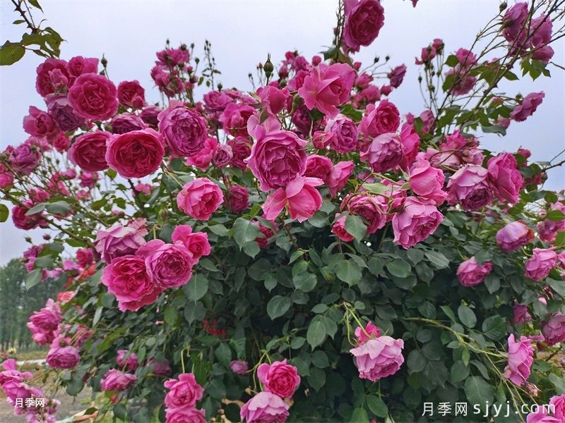 热门藤本月季和蔷薇打造美丽花墙(图3)
