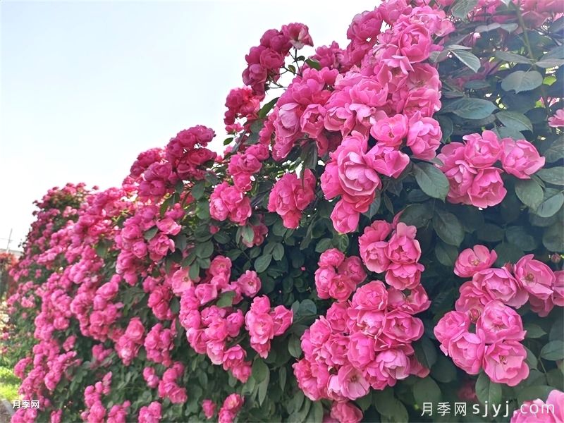 热门藤本月季和蔷薇打造美丽花墙(图5)