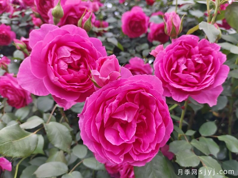 分享18种历经考验的藤本月季优缺点(图1)
