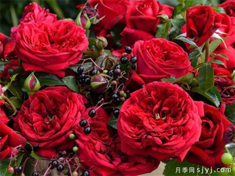 分享18种历经考验的藤本月季优缺点(图7)