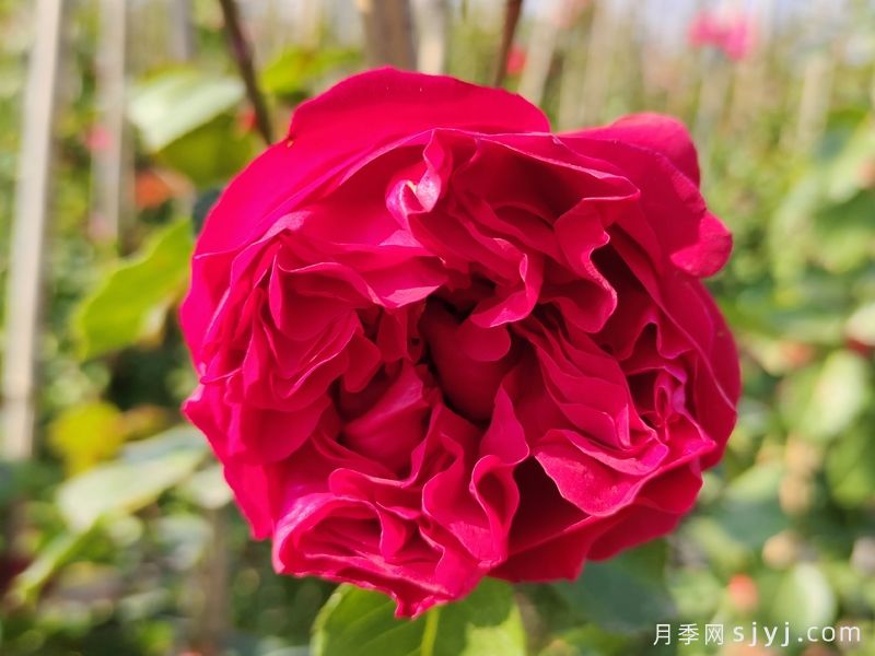 分享18种历经考验的藤本月季优缺点(图13)