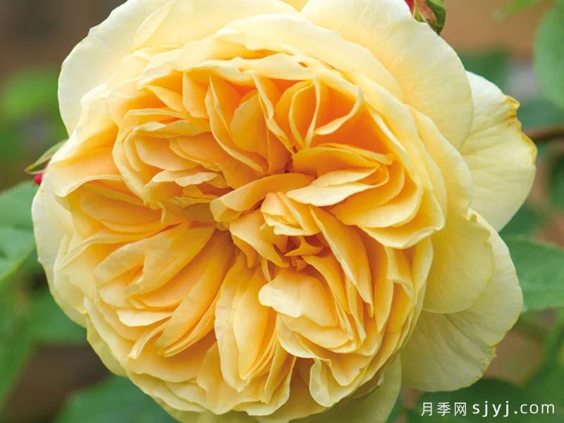 分享18种历经考验的藤本月季优缺点(图16)