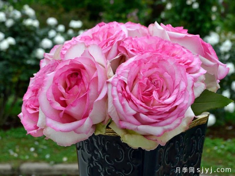 珂雪月季/亲热/库舍尔Kuschel(图3)