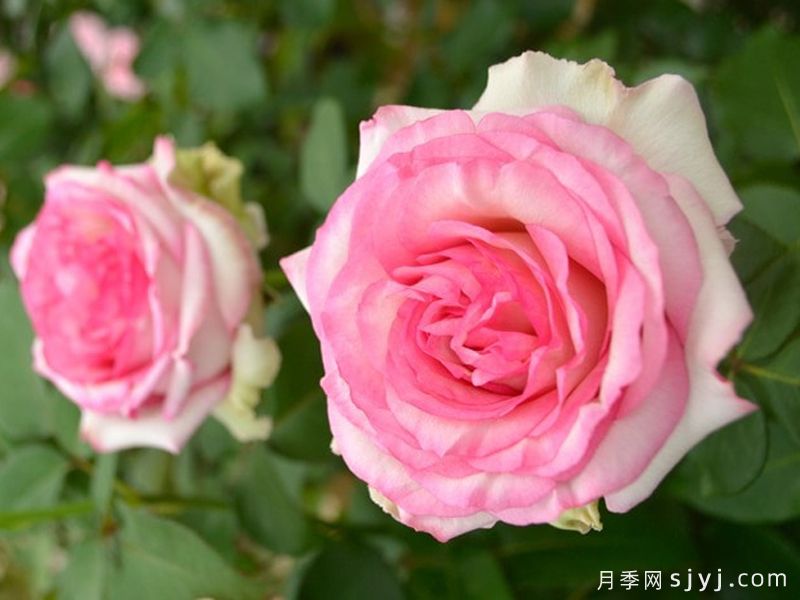 珂雪月季/亲热/库舍尔Kuschel(图2)