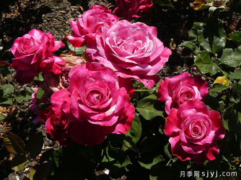 震惊的蓝月季Shocking Blue(图3)