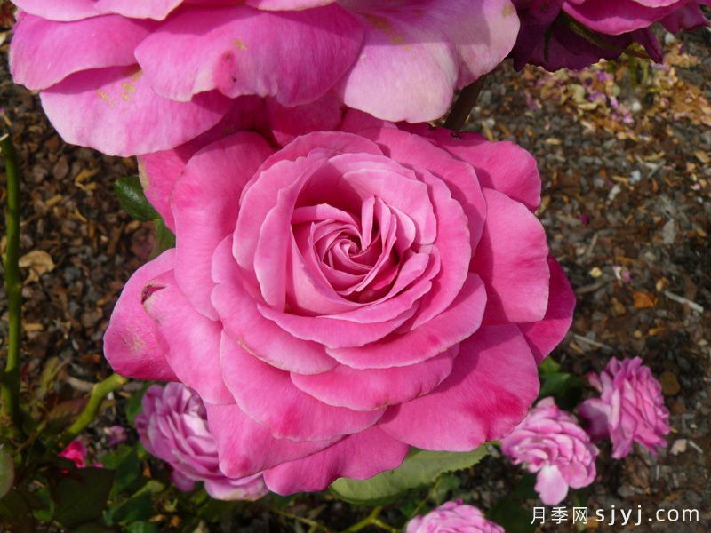 震惊的蓝月季Shocking Blue(图2)