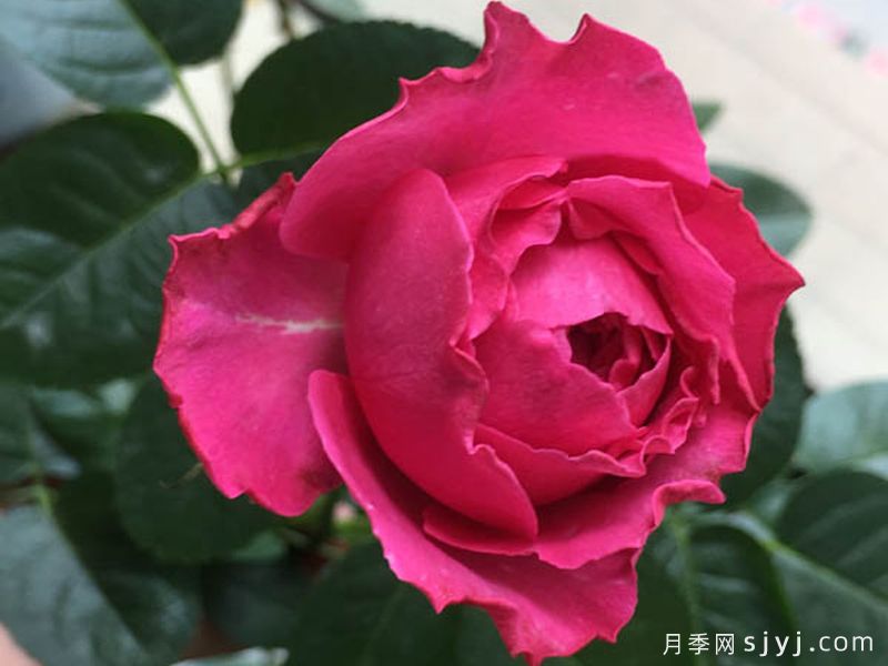 伊芙日出月季/爱神拂晓Yves Sunrise(图1)
