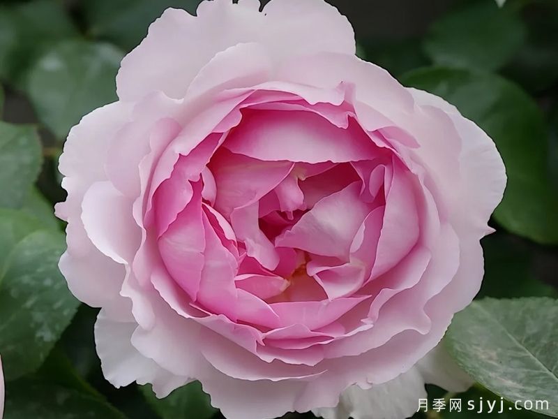 伊芙棉花糖月季Barba Papa(图1)