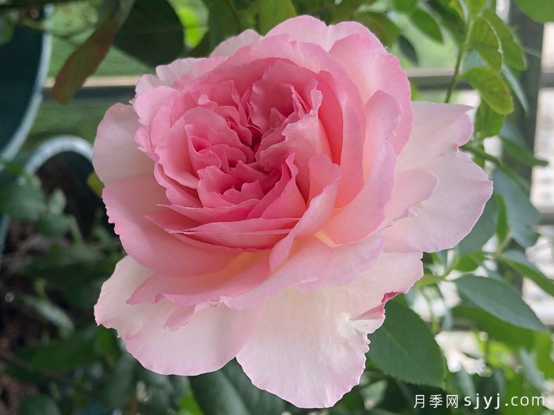 伊芙繁华都市月季Yves Le Metropole(图2)