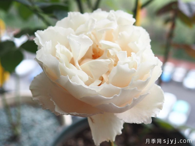 伊芙白雪公主月季/白雪姫Blanche Neige(图3)