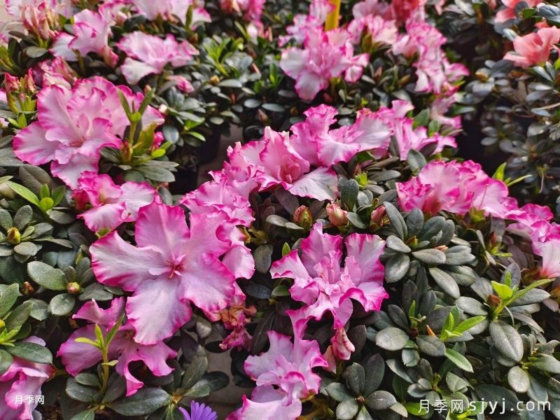 杜鹃花十大最美品种(图1)