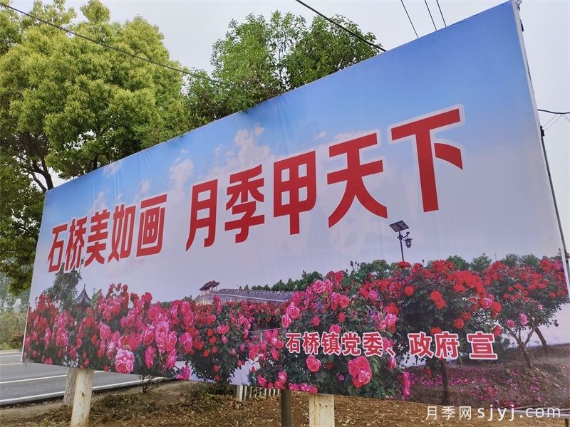 中国月季之乡--南阳市石桥镇 (图1) 中国月季之乡--南阳市石桥镇 (图1)