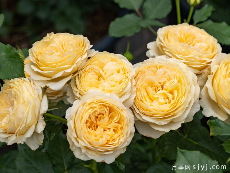 秋缃月季(图1)