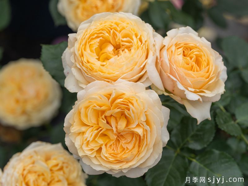 秋缃月季(图2)