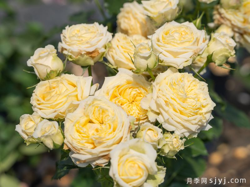 秋缃月季(图3)