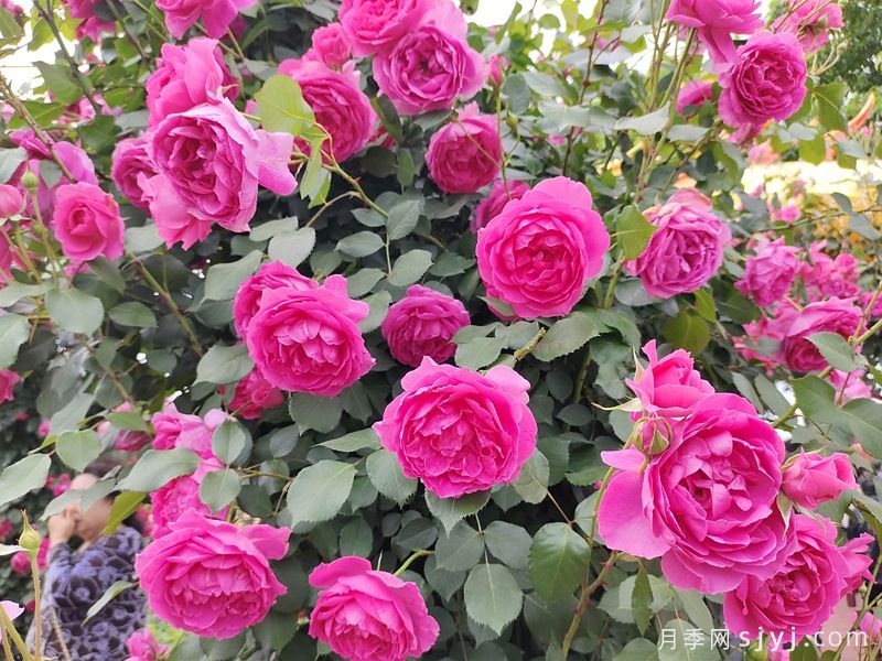 月季花墙花柱速成，选啥品种好？(图3)