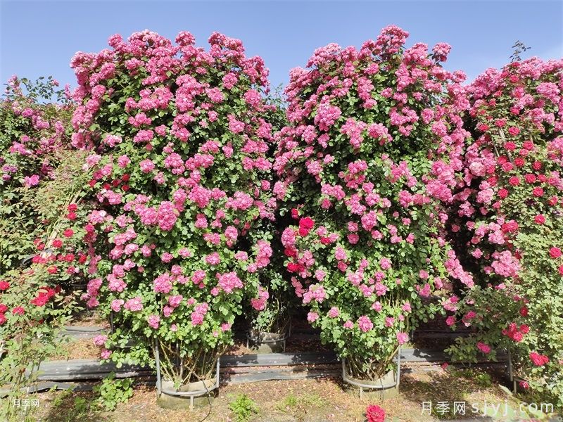 月季花墙花柱速成，选啥品种好？(图2)