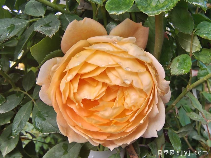 月季花墙花柱速成，选啥品种好？(图4)