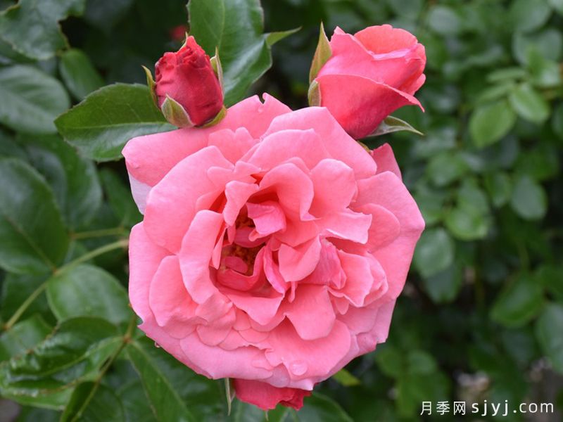 雪崩月季/拉维尼娅Lawinia(图1)