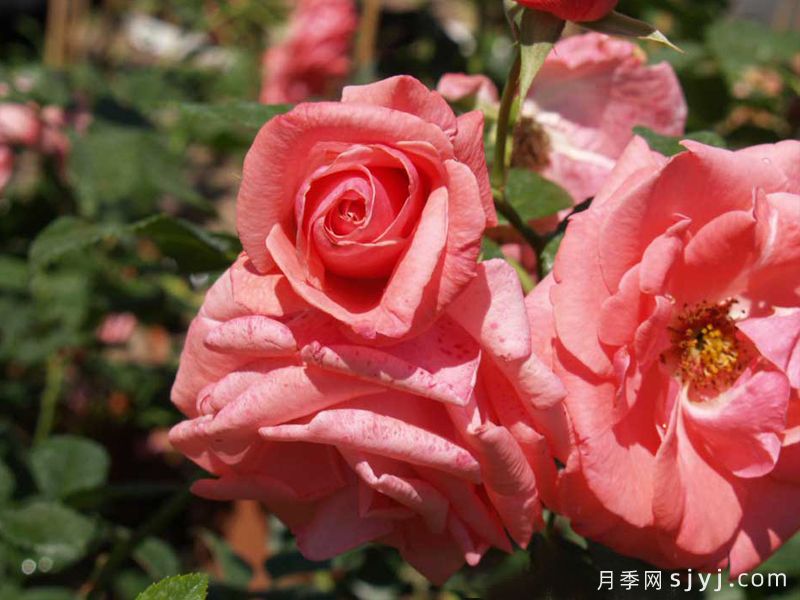 雪崩月季/拉维尼娅Lawinia(图3)