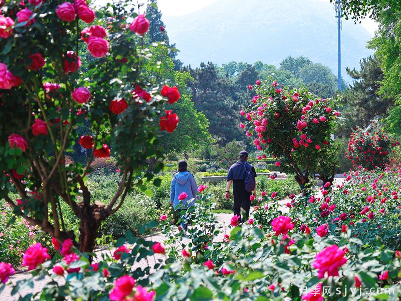 月季园：国家植物园北园月季园(北京植物园月季园)(图1)