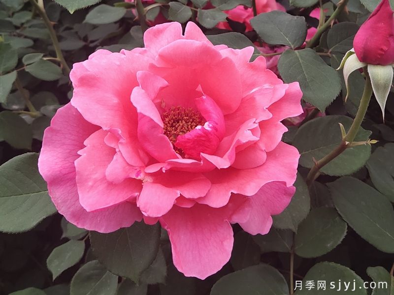 国家植物园(北园) 七公顷月季花海怒放(图1) 国家植物园(北园) 七公顷月季花海怒放(图1)